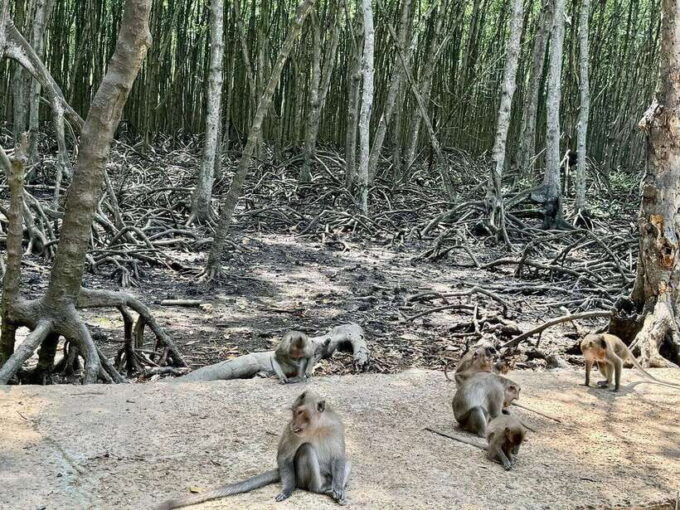 From Ho Chi Minh:Group or Private Tour Can Gio,Monkey Island - Transportation Details