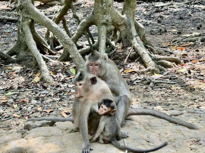 From Ho Chi Minh:Group or Private Tour Can Gio,Monkey Island - Frequently Asked Questions