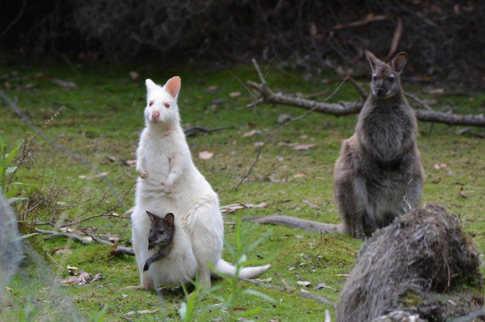 From Hobart: 2-Day Bruny Island and Port Arthur Tour - Experience Highlights