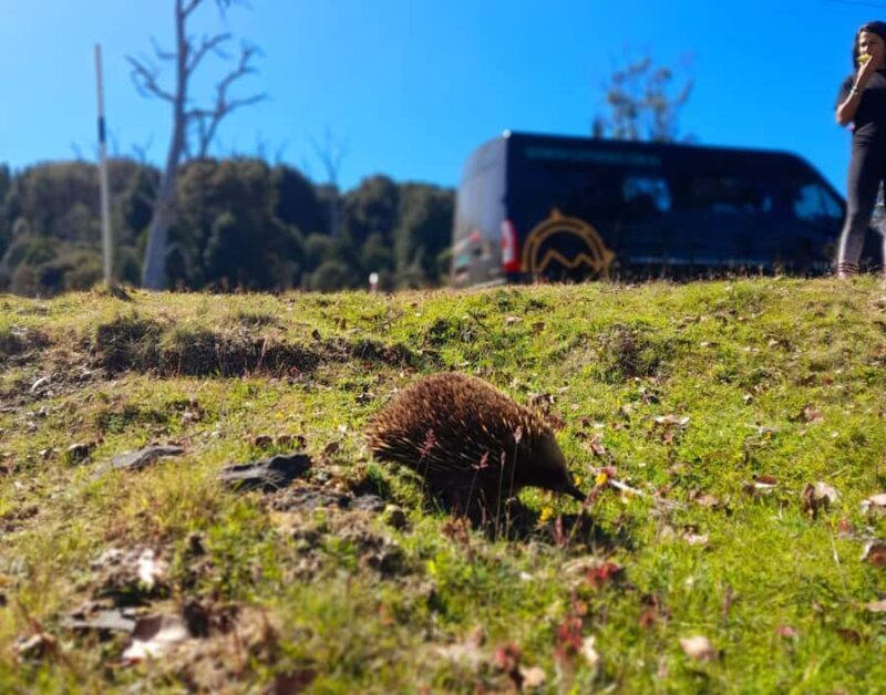 From Hobart: Active Day Trip to Cradle Mountain - The Hiking Experience