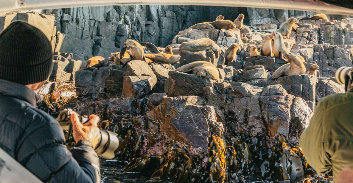 From Hobart/Adventure Bay: Bruny Island Wilderness Cruise - Highlights