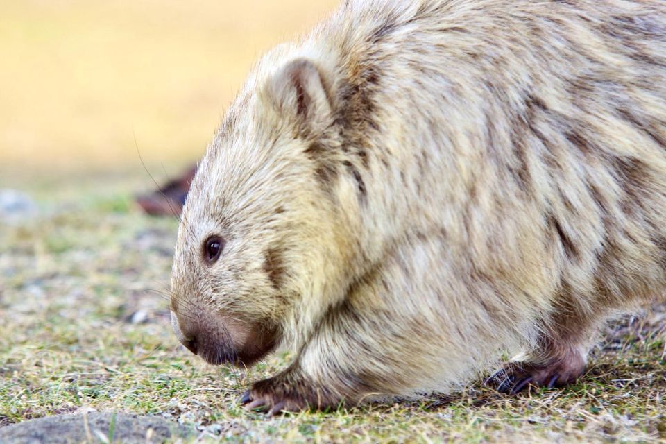 From Hobart: Day Trip to Maria Island With Hotel Pickup - Inclusions