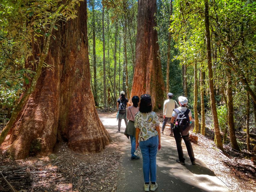 From Hobart: Mt. Field National Park and Russell Falls - Itinerary
