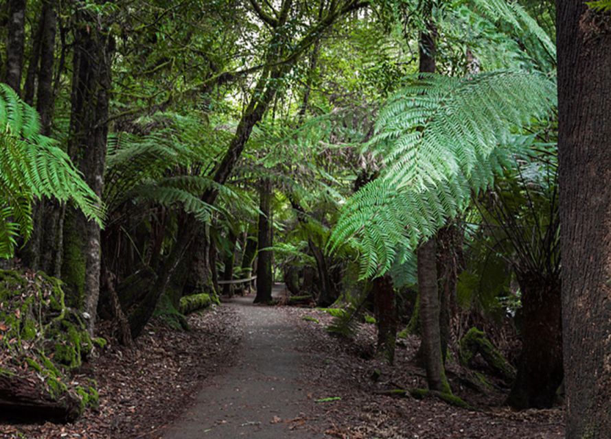 From Hobart: Mt. Field National Park and Russell Falls - Meeting Point