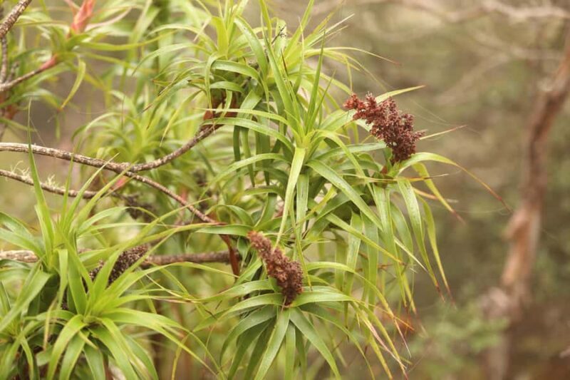 From Hobart: Mt Wellington Pinnacle 2 Hour Small Group Tour - The Sum Up