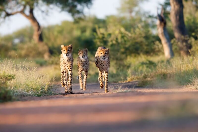 From Hoedspruit: Kruger National Park Full-Day Safari - Kruger National Park Overview