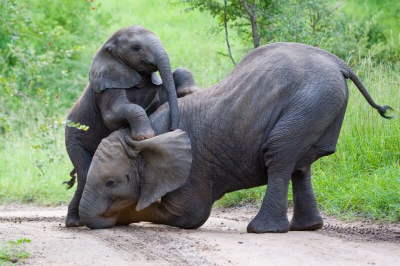 From Hoedspruit: Kruger National Park Full-Day Safari - Wildlife Spotting Opportunities