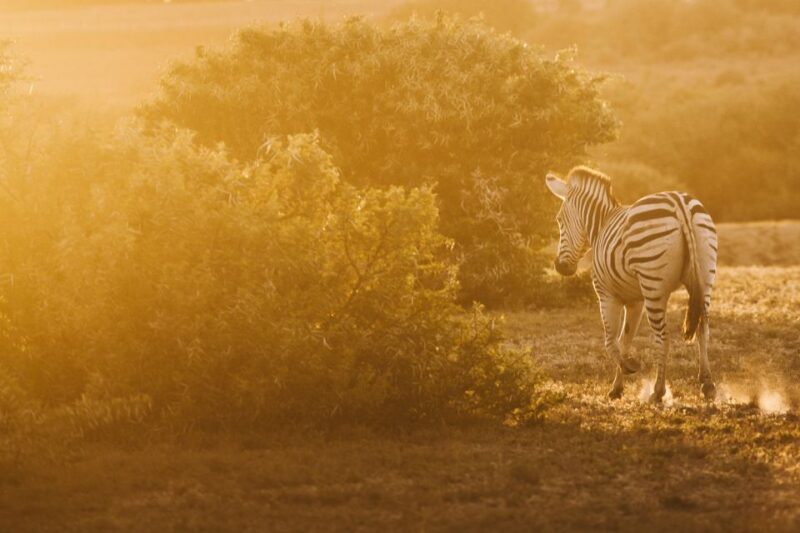 From Hoedspruit: Kruger National Park Full-Day Safari - Professional Nature Guide