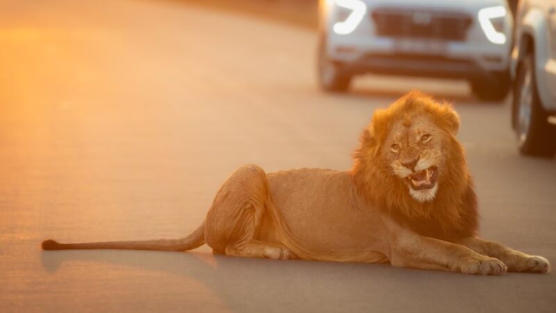 From Hoedspruit: Kruger National Park Full-Day Safari - Inclusions and Exclusions