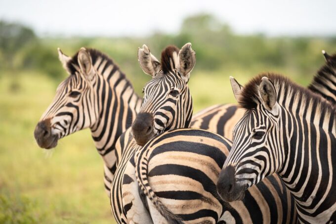 From Hoedspruit: Kruger National Park Full-Day Safari - What to Bring and Expect