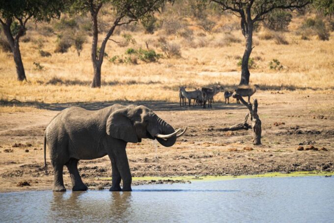 From Hoedspruit: Kruger National Park Full-Day Safari - Health and Safety Considerations