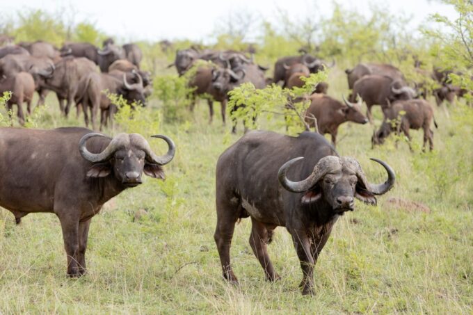 From Hoedspruit: Kruger National Park Full-Day Safari - Customer Reviews and Feedback