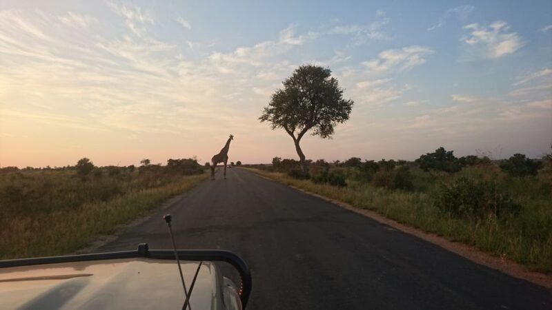 From Hoedspruit: Kruger National Park Safari With Transfer - Good To Know