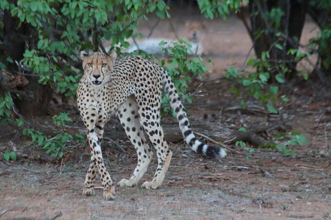 From Hoedspruit: Kruger National Park Safari With Transfer - Spotting the Big 5 Animals