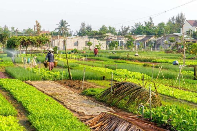 From Hoi An: Tra Que Vegetable Village - Cooking Class - Important Information for Participants