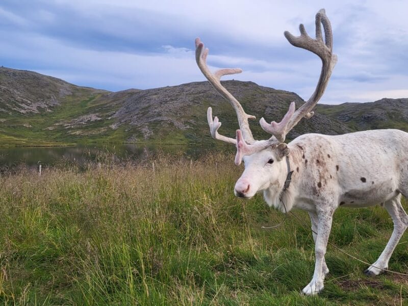 From Honningsvåg: VIP North Cape and Kingcrab Tour - Meeting Point Details