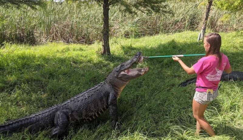 From Houston: Crocodile Encounter Entry Ticket - Who Should Visit?