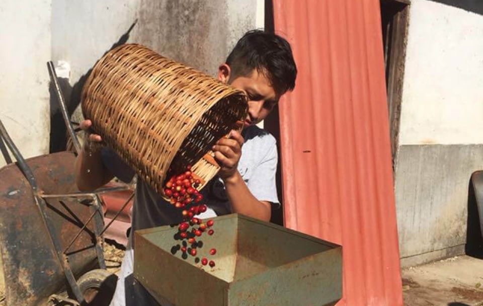 From Huatulco: Coffee and Mezcal Tour - Taste and Aroma Exploration