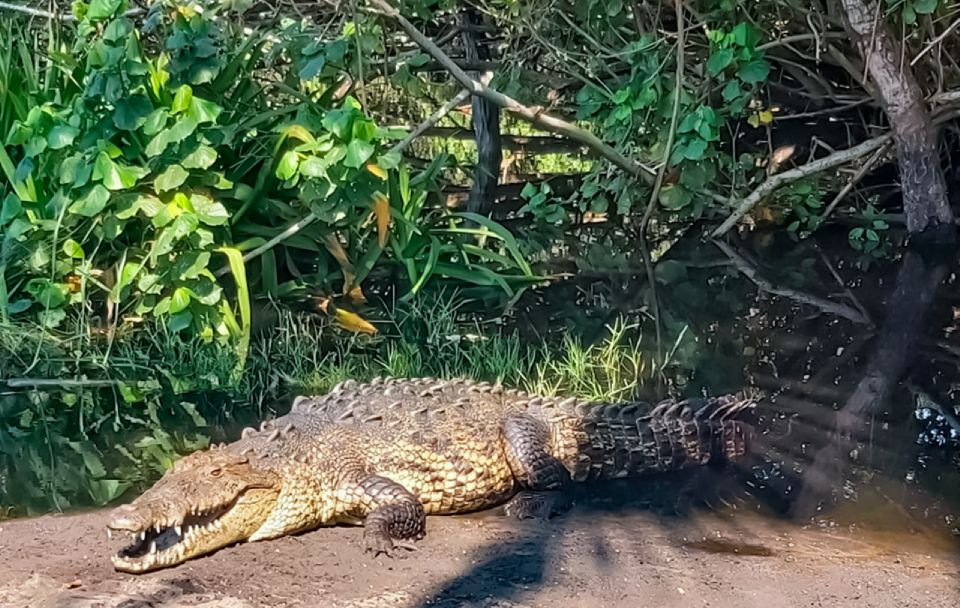 From Huatulco: Crocodiles and Turtles Eco Tour - Key Points