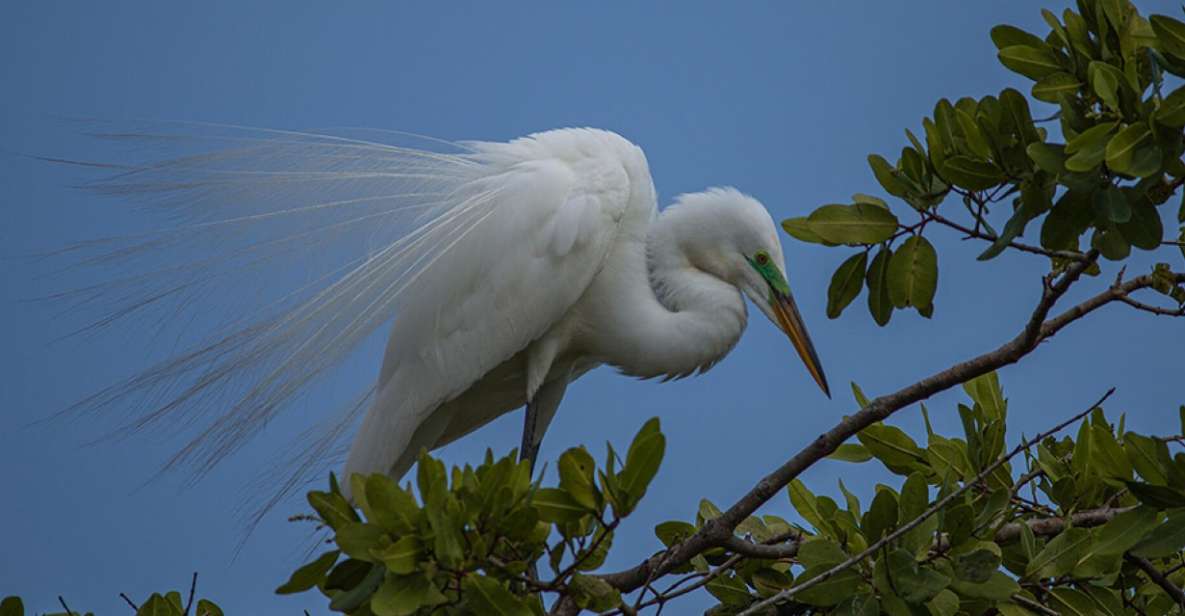 From Huatulco: Crocodiles and Turtles Eco Tour - Boat Tour Through Mangroves