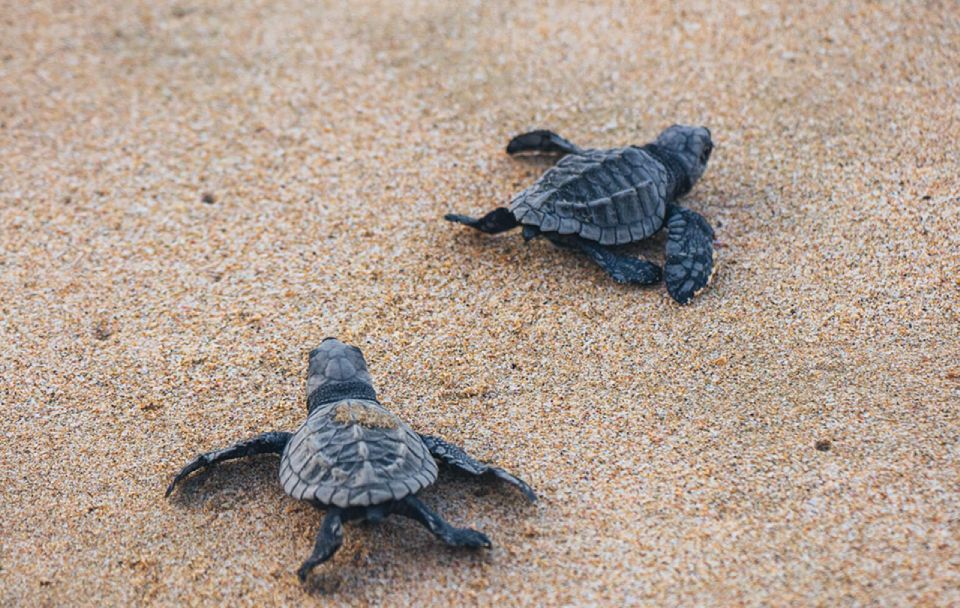 From Huatulco: Crocodiles and Turtles Eco Tour - Visit Ecotourism Center La Escobilla