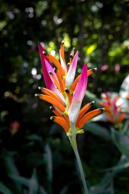 From Huatulco: Exotic garden on an ecotourism ranch and a visit to a viewpoint - Exploring Oaxaca’s Natural Treasures: An Authentic Day at an Ecotourism Ranch and Botanical Garden