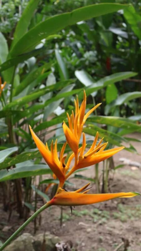 From Huatulco: Exotic garden on an ecotourism ranch and a visit to a viewpoint - Practical Details and Tips