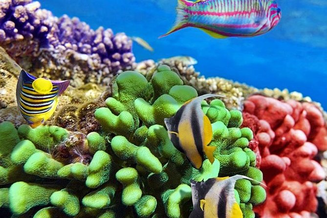 From Hurghada: Paradise Island Full-Day Snorkeling Tour - Snorkeling Experience