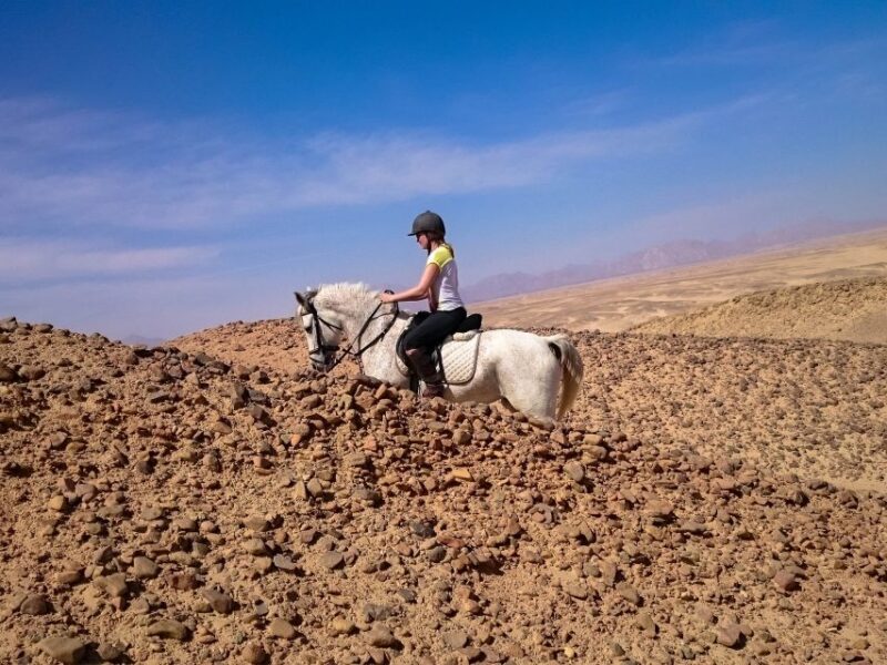 From Hurghada: Red Sea Sunrise and Desert Horseback Riding - Whats Included and Excluded