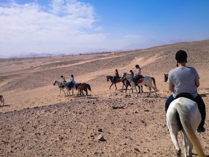 From Hurghada: Red Sea Sunrise and Desert Horseback Riding - What to Expect