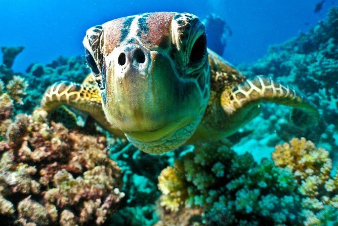 From Hurghada: Sharm El Naga Full-Day Snorkeling Tour - Tour Schedule and Timing