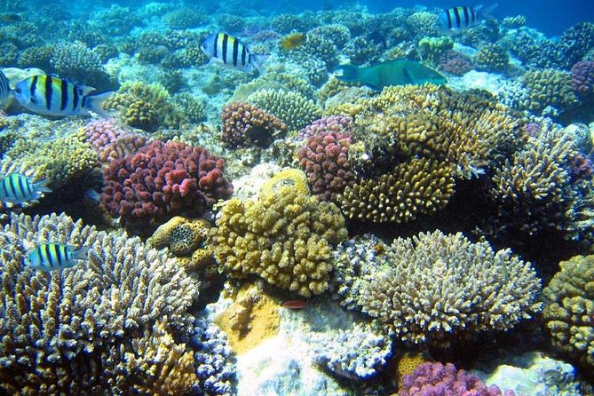 From Hurghada: Sharm El Naga Full-Day Snorkeling Tour - Tips for a Great Experience