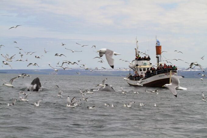 From Húsavík: Traditional Whale Watching Tour - Frequently Asked Questions