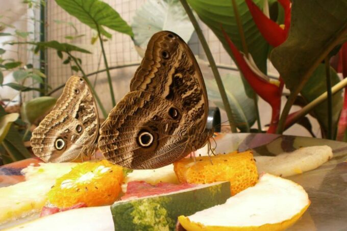 From Iguazú: Excursion to the Iguazú Biocenter - Travel Tips
