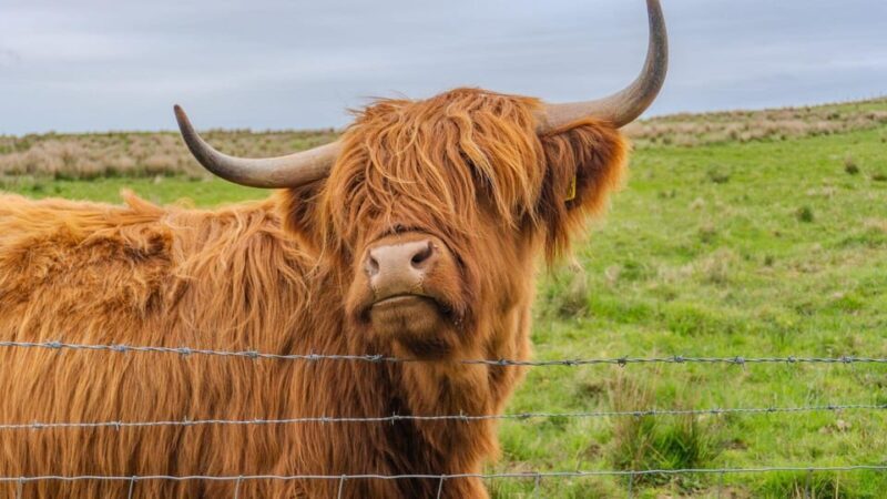 From Inverness: Cawdor Castle and Cairngorms National Park - Key Points