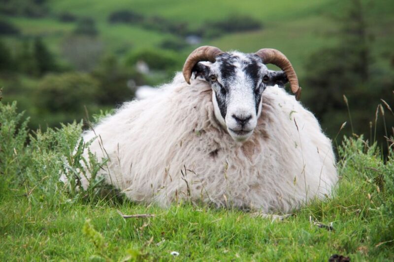 From Inverness: Isle of Skye Full-Day Trip - Transportation Details