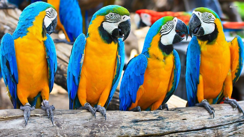 From Iquitos: 3-Day Amazon Jungle Adventure Trip - Key Points