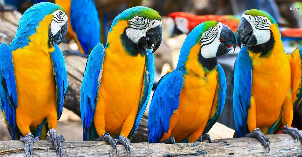 From Iquitos: 3-Day Amazon Jungle Adventure Trip - Itinerary Details