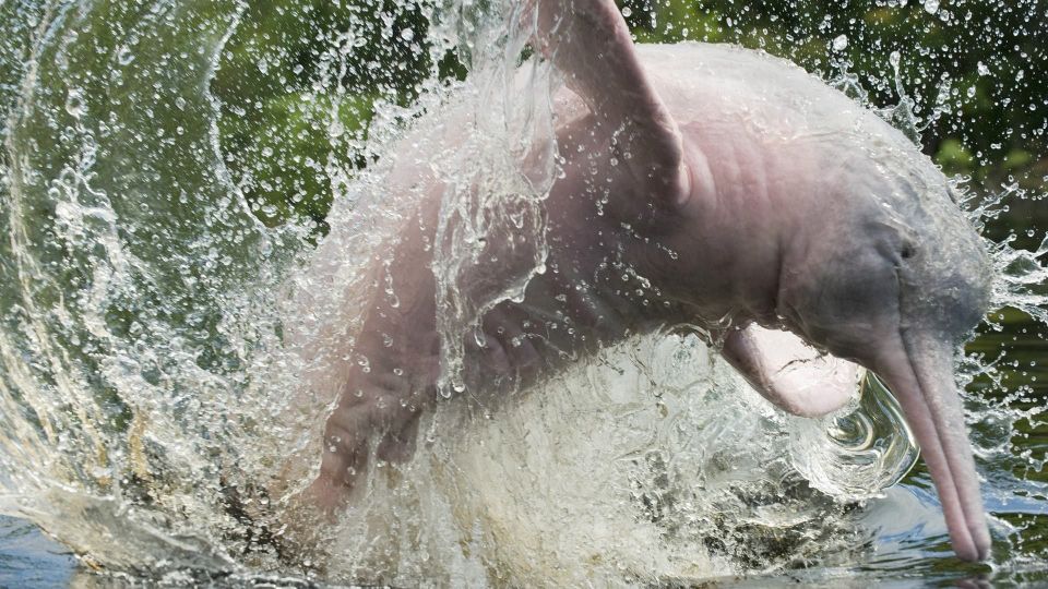 From Iquitos: 3-Day Amazon Jungle Adventure Trip - Inclusions and Exclusions