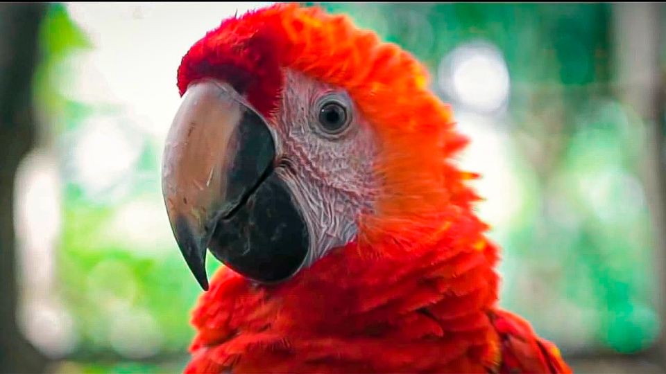 From Iquitos: 3-Day Amazon Jungle Adventure Trip - Pricing and Booking