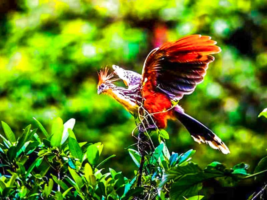 From Iquitos || 4 Day Yanayacu River Tour With Bird Watching - Booking Information