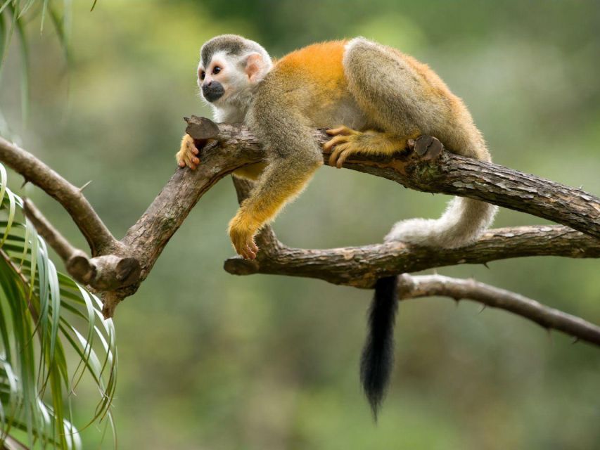 From Iquitos: Amazonas 2 Days 1 Night - Key Points