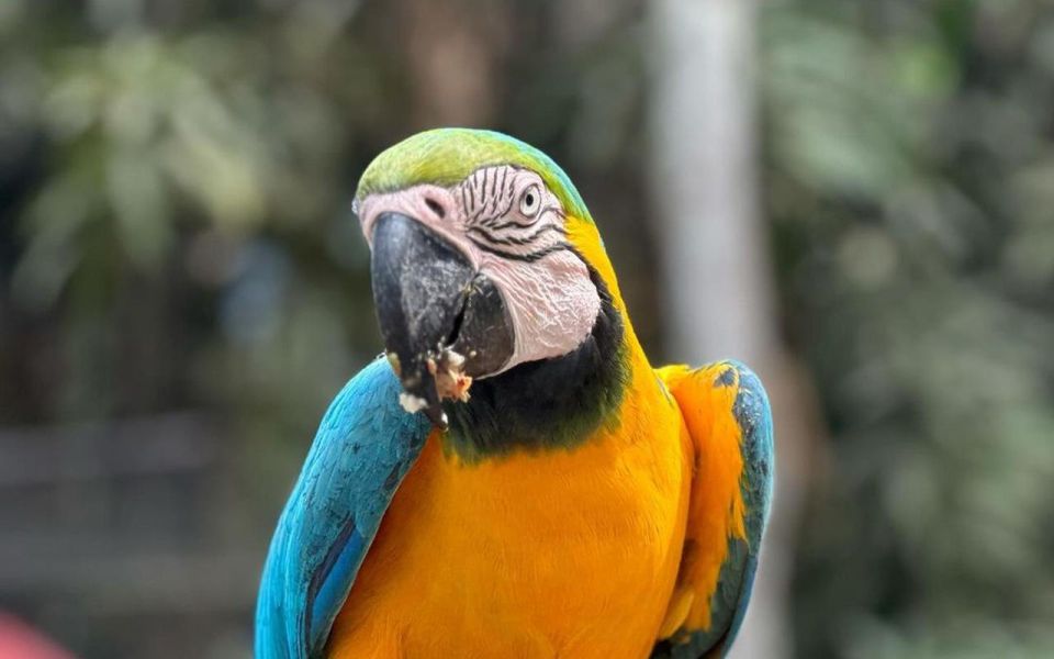 From Iquitos: Full Day Tour in the Peruvian Jungle - Essential Packing List