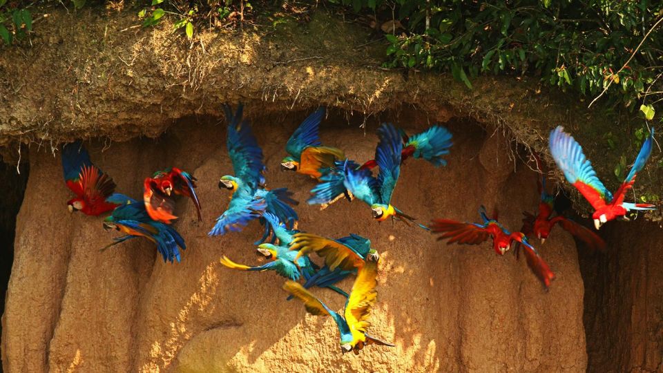 From Iquitos: Full Day Tour in the Peruvian Jungle - Frequently Asked Questions