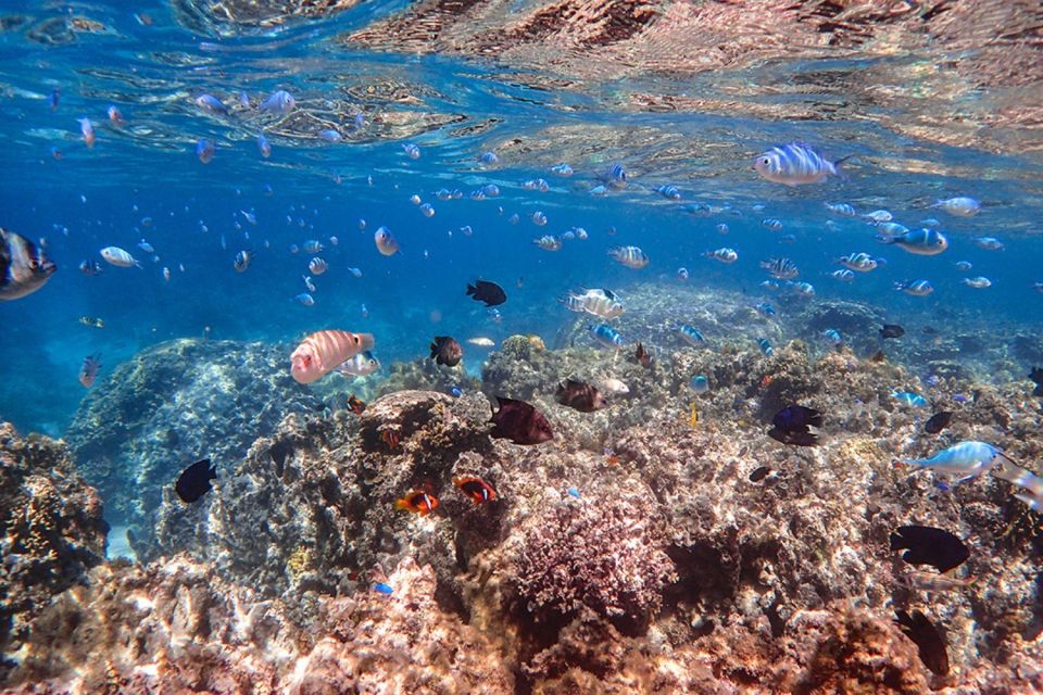 From Ishigaki: Hamajima and Taketomi Island Snorkel Trip - Taketomi Island Visit