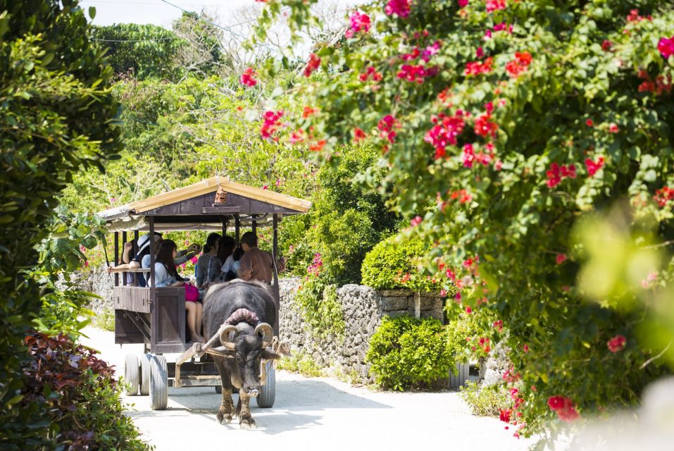 From Ishigaki: Hamajima and Taketomi Island Snorkel Trip - What to Expect