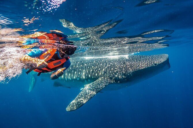 From Isla Mujeres/Riviera Maya: Swim with whale sharks!! - Key Points