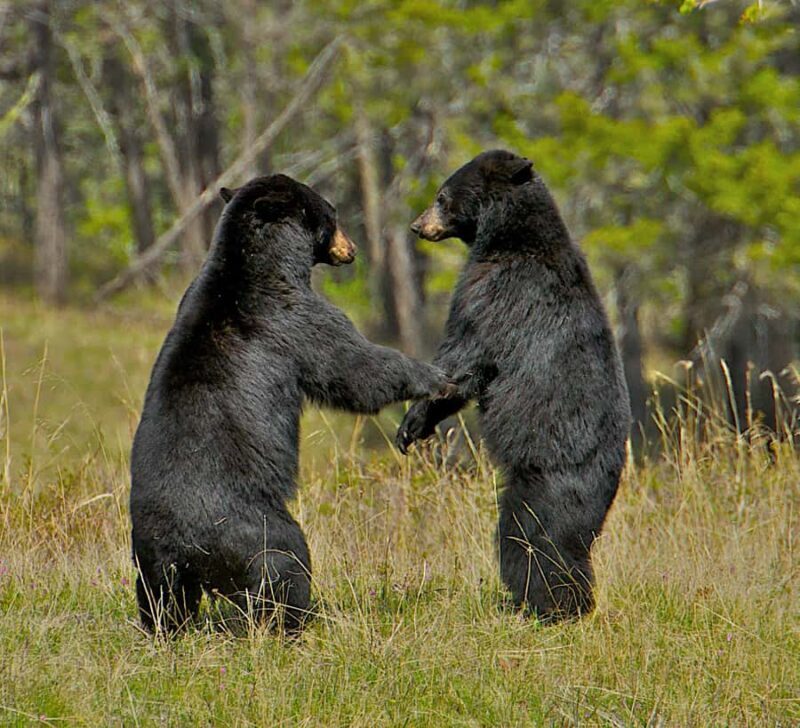 From Jackson: 4-Hour Eco Safari in Grand Teton National Park - Key Points