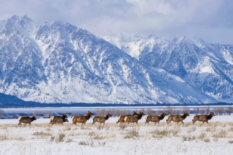 From Jackson: 4-Hour Eco Safari in Grand Teton National Park - Guides: Knowledge, Enthusiasm, and Personal Touches