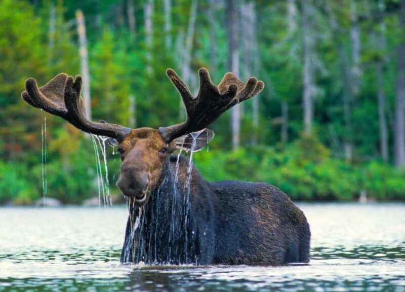 From Jackson: 4-Hour Eco Safari in Grand Teton National Park - Practical Details: Booking, Timing, and Accessibility